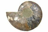 Cut & Polished Ammonite Fossil (Half) - Madagascar #345611-1